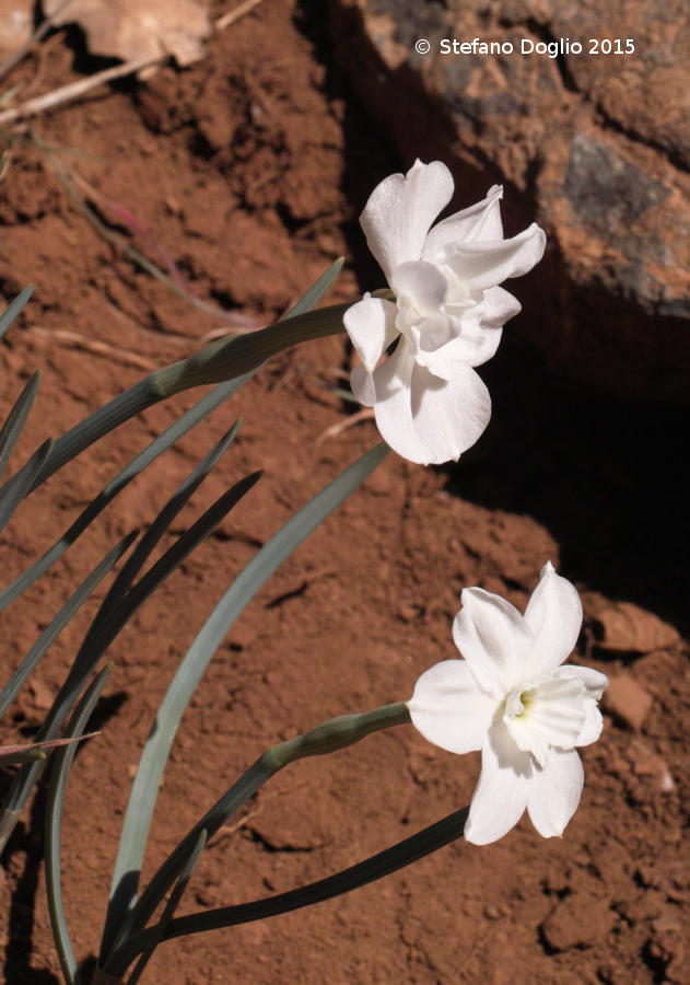 Narcissus rupicola watieri